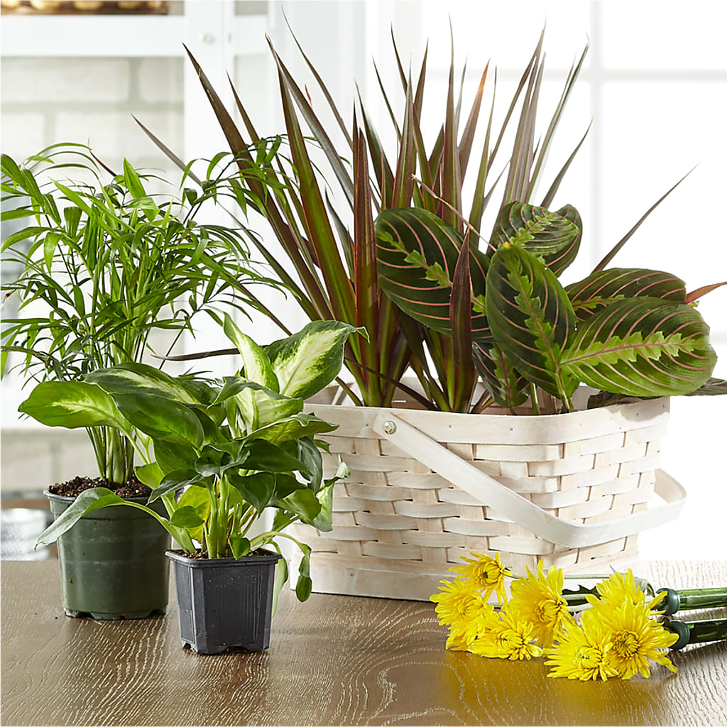 Florist Designed Blooming and Green Plants in a Basket – Blakley Flower Shop Llc, Blakely GA
