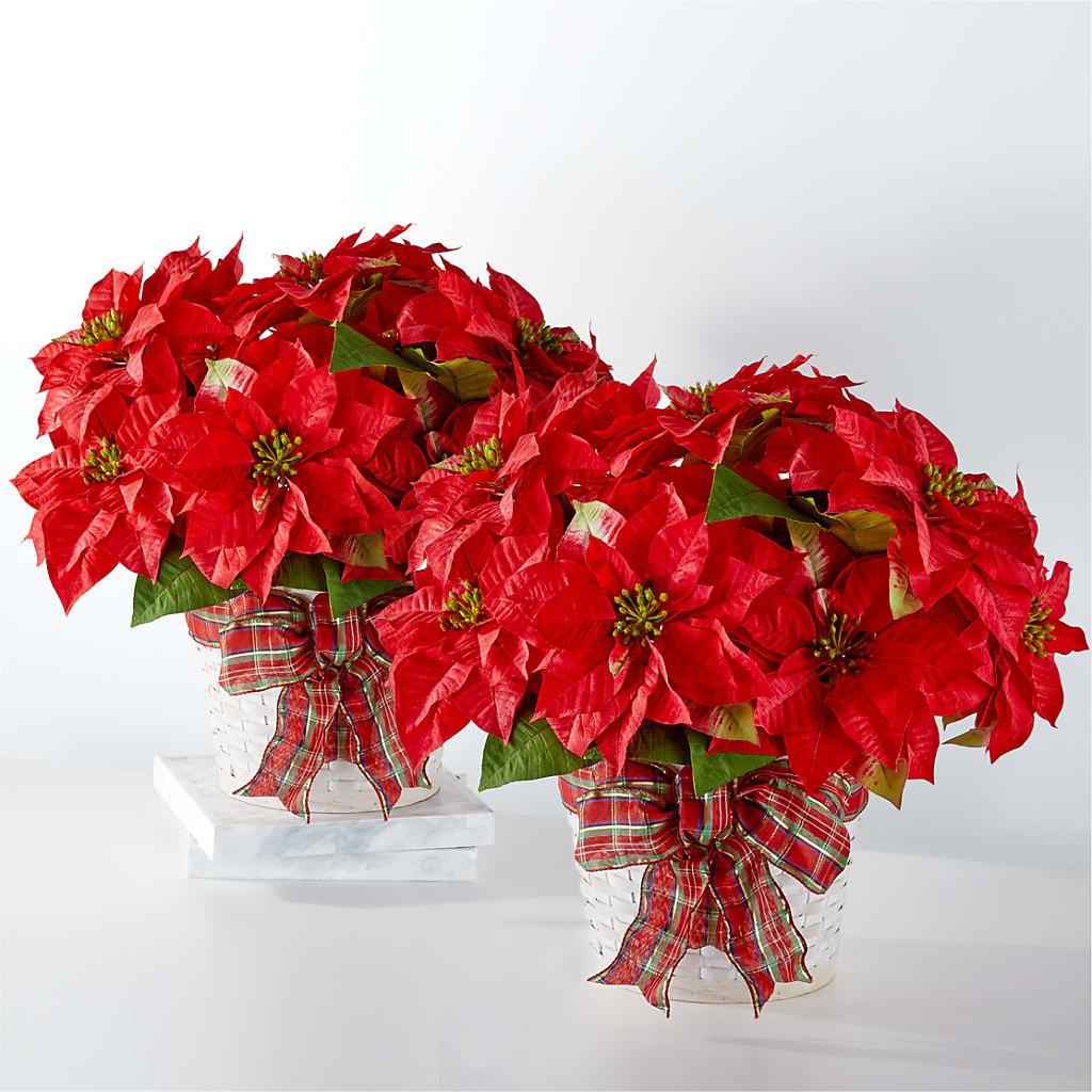 Happiest Holidays Poinsettia Bundle – Blakley Flower Shop Llc, Blakely GA