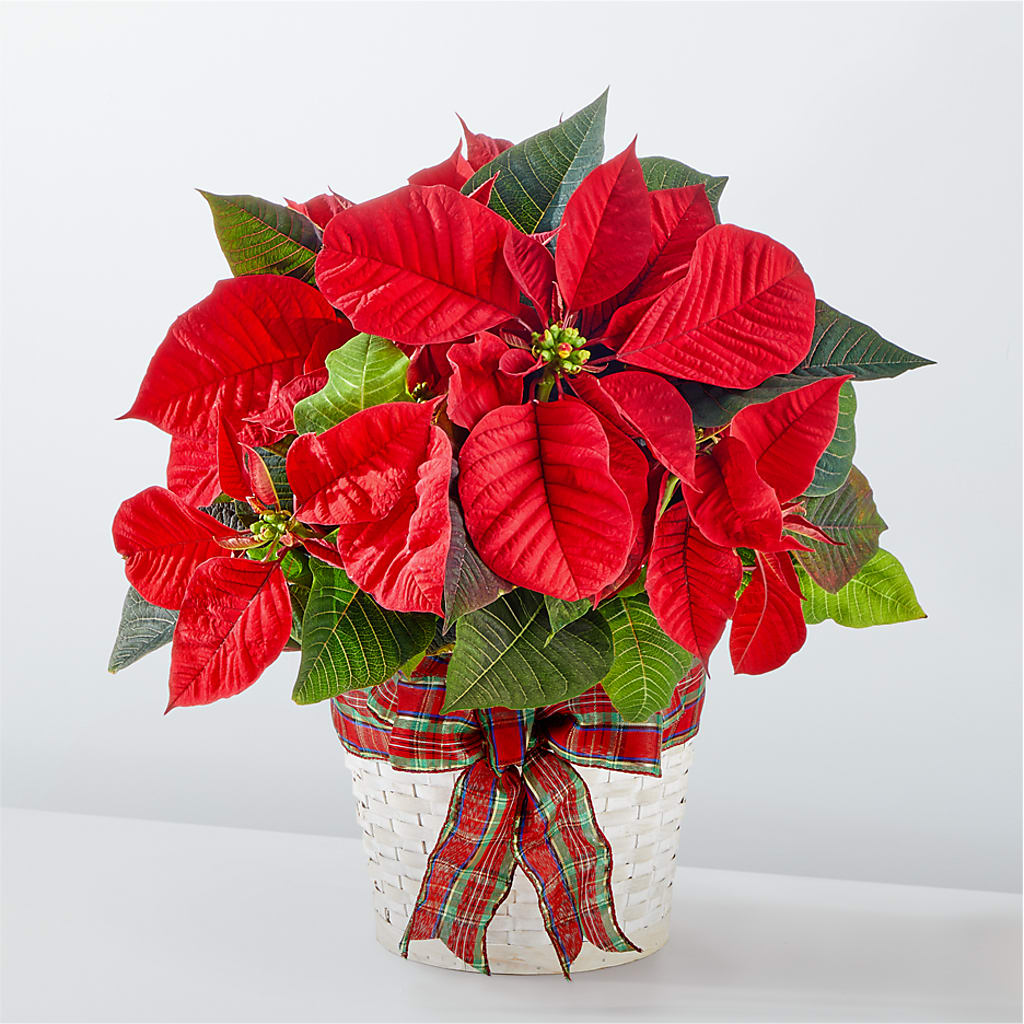 Happiest Holidays Poinsettia – Blakley Flower Shop Llc, Blakely GA