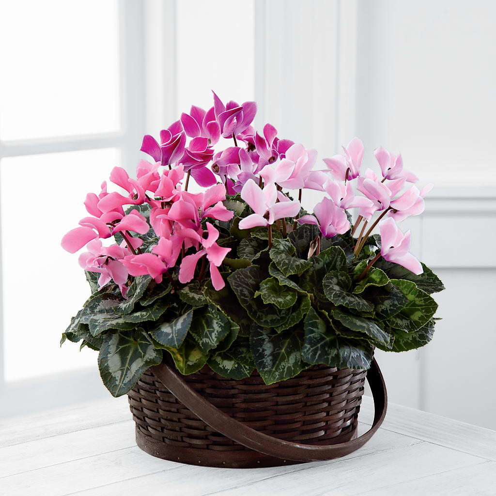 Mixed Cyclamen Planter – Blakley Flower Shop Llc, Blakely GA