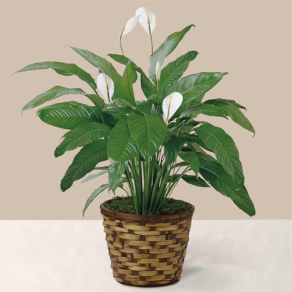 Tranquil Moments Peace Lily Plant – Blakley Flower Shop Llc, Blakely GA