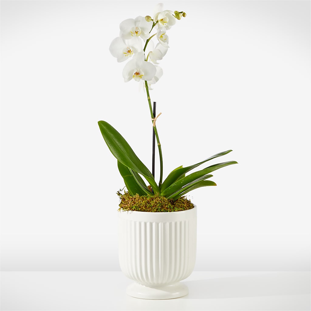 Whispering White Orchid – Blakley Flower Shop Llc, Blakely GA
