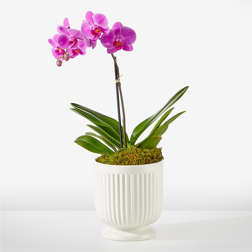 Friendly Fuchsia Orchid – Blakley Flower Shop Llc, Blakely GA