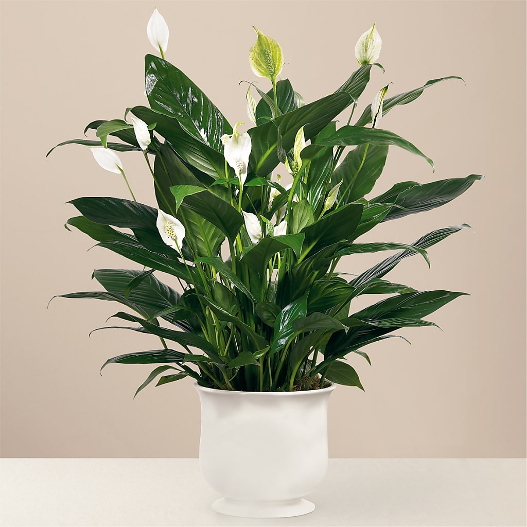 Comfort Planter – Blakley Flower Shop Llc, Blakely GA