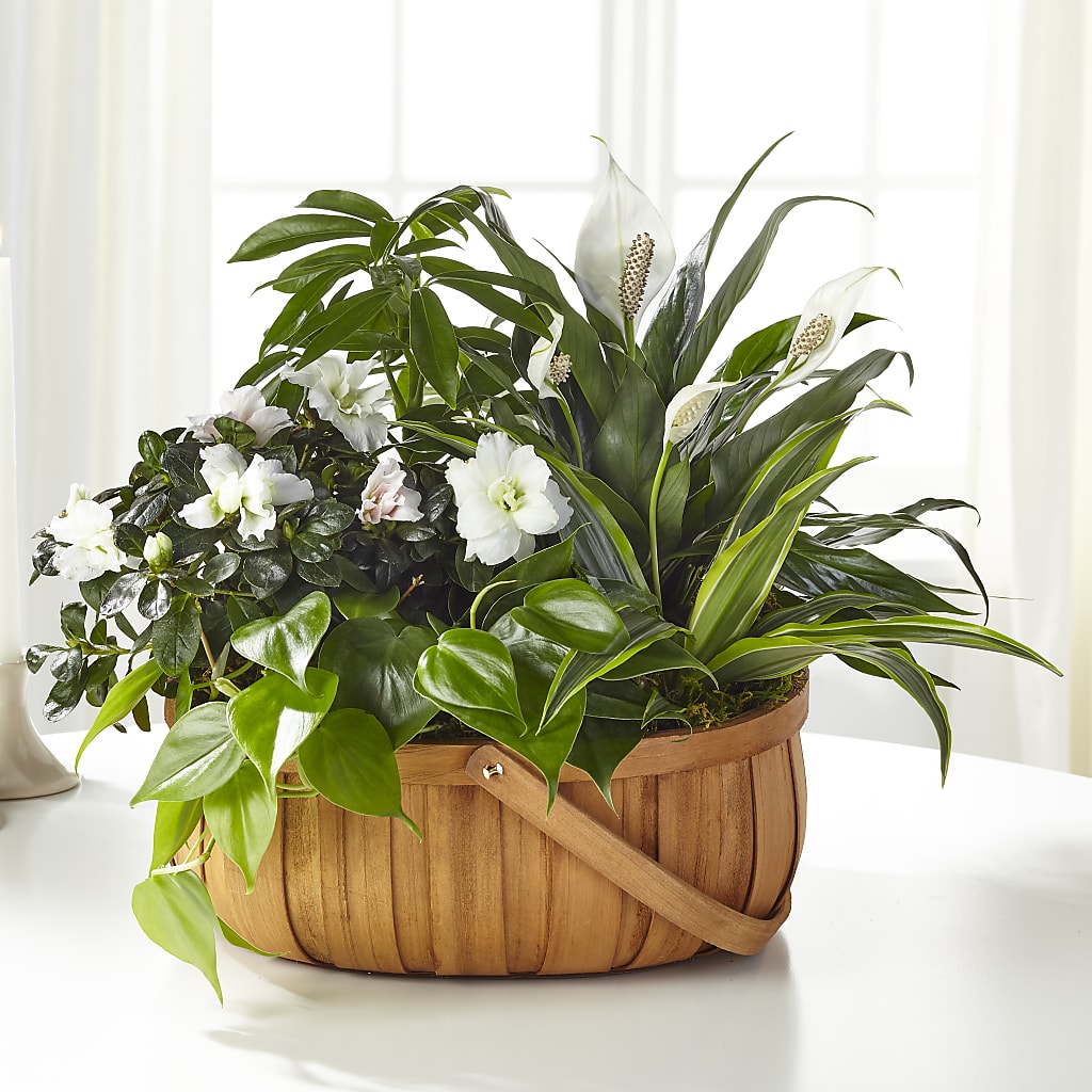 Serene Dishgarden – Blakley Flower Shop Llc, Blakely GA