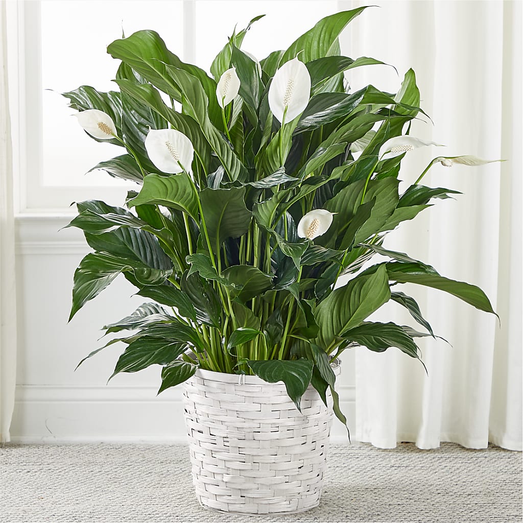 A New Leaf Peace Lily – Blakley Flower Shop Llc, Blakely GA
