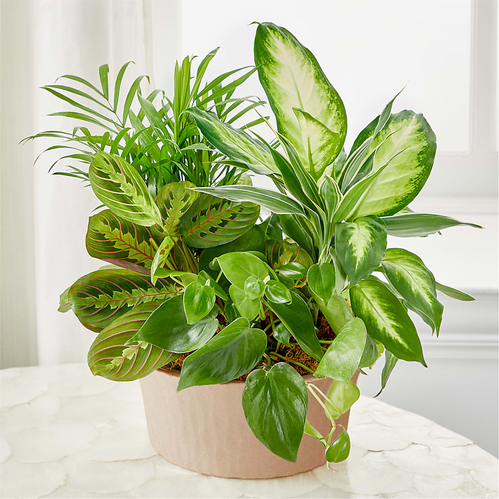 Balance & Harmony Dishgarden – Blakley Flower Shop Llc, Blakely GA