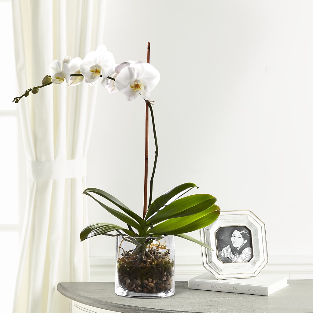White Orchid Planter – Blakley Flower Shop Llc, Blakely GA