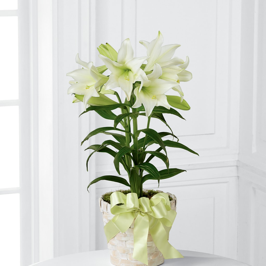 Easter Lily Plant –  Blakley Flower Shop Llc, Blakely GA