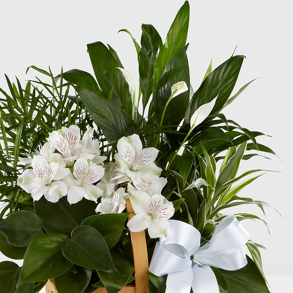 Peace & Serenity Dishgarden –  Blakley Flower Shop Llc, Blakely GA