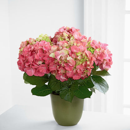 Pink Hydrangea Planter –  Blakley Flower Shop Llc, Blakely GA