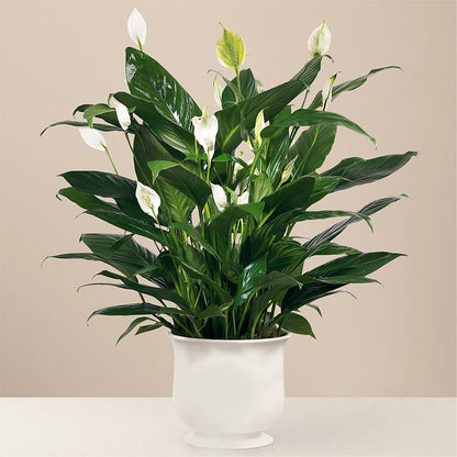 Comfort Planter –  Blakley Flower Shop Llc, Blakely GA