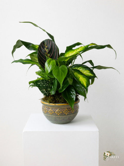 Simply Green 6 Inch Dish Garden