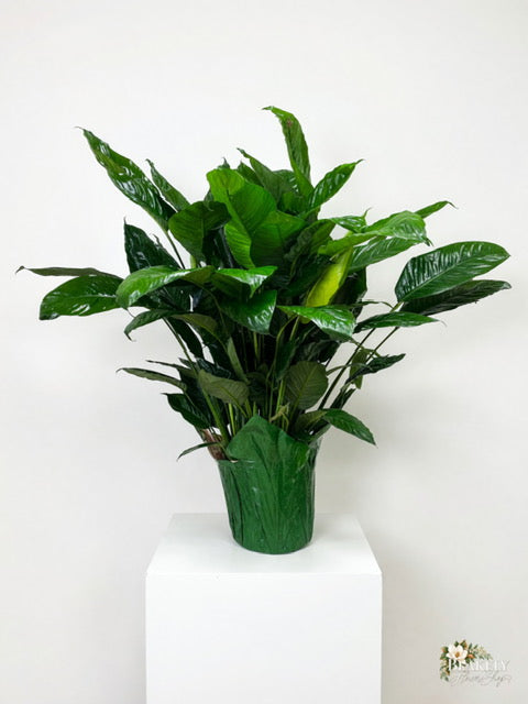 Classic peace Lily Plant