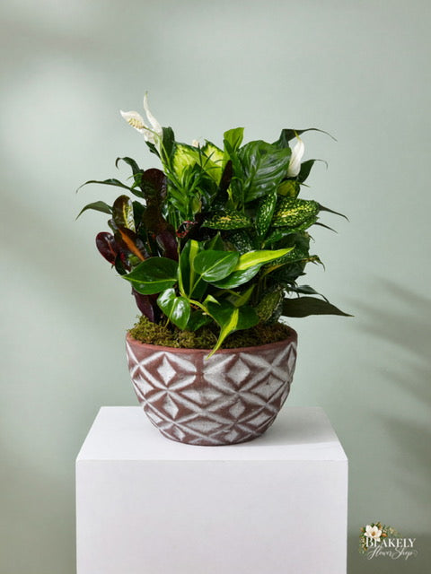 Lush & Lovely 10 Inch Dish Garden