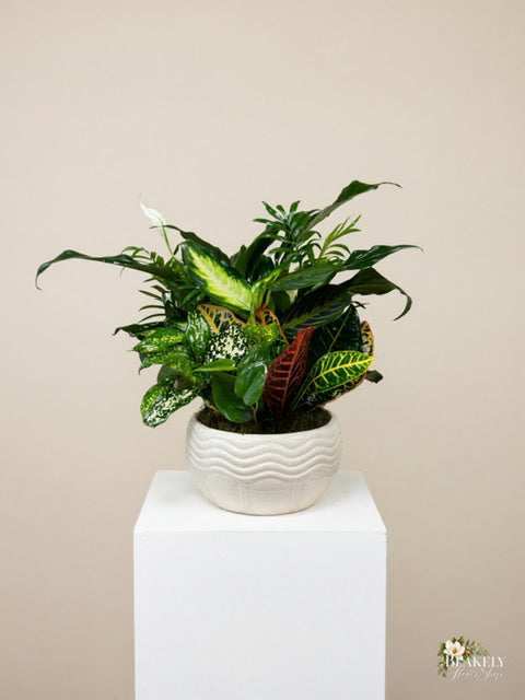 Lush & Lovely 8 Inch Dish Garden