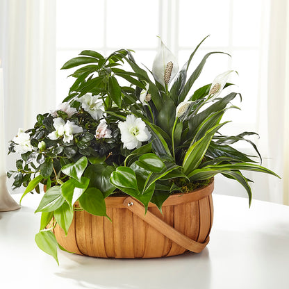 Serene Dishgarden –  Blakley Flower Shop Llc, Blakely GA