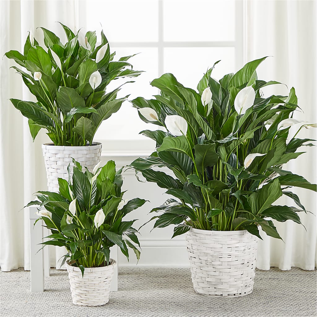 A New Leaf Peace Lily –  Blakley Flower Shop Llc, Blakely GA