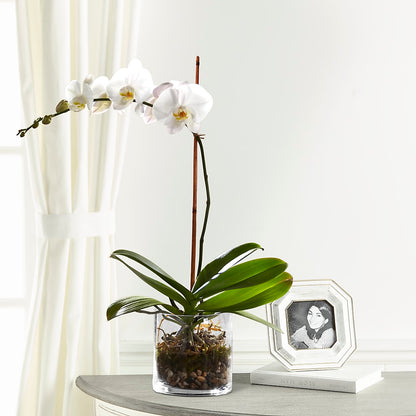 White Orchid Planter –  Blakley Flower Shop Llc, Blakely GA
